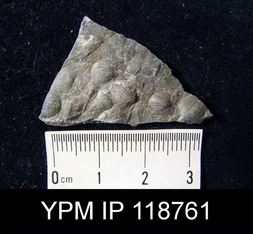 Anoplotheca hemispherica