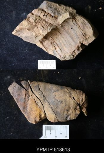 undet. Nautiloidea