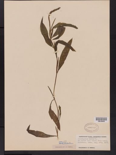 Potamogeton lucens