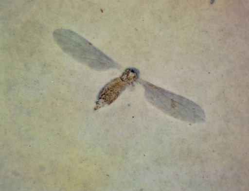 Tipulidae?