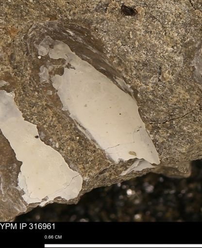 Phelopteria