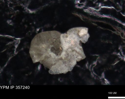 undet. Foraminiferida