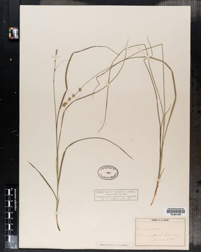 Carex rosea