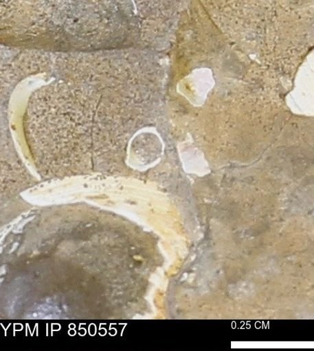 undet. Scaphopoda