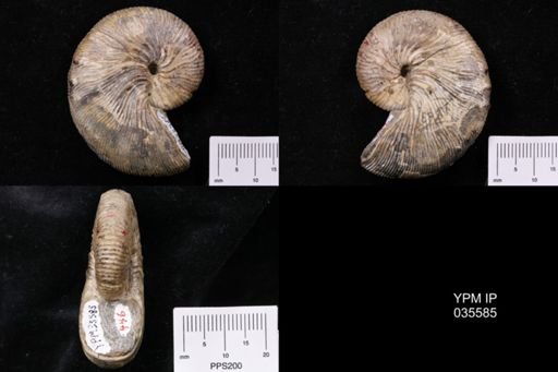 Hoploscaphites brevis