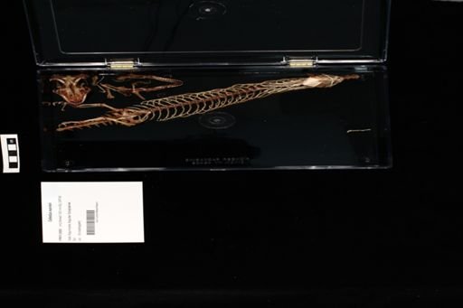 Celestus warreni