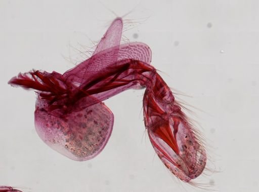 Ampithoe rubricata