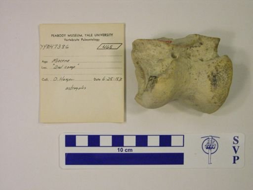 Rhinocerotidae