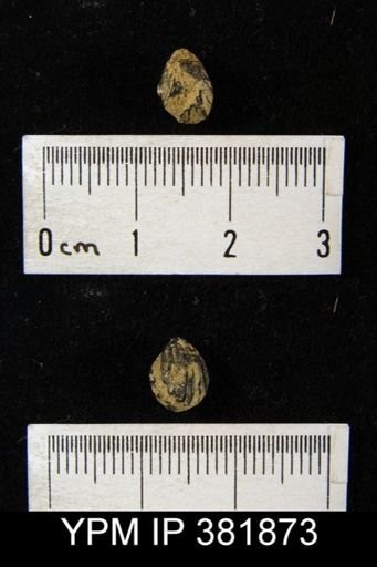 Hustedia mormoni