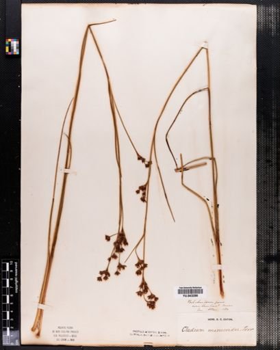 Cladium mariscoides