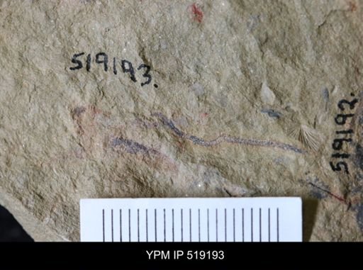 undet. Ichnofossil