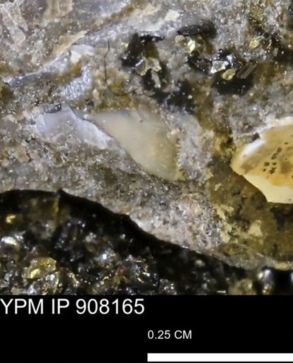 undet. Mollusca