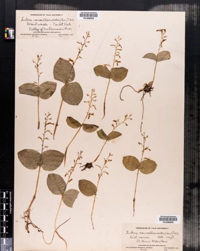 Listera convallarioides