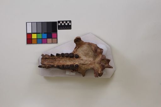 Archaeotherium mortoni