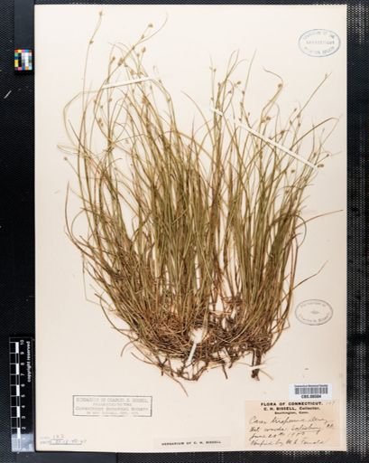 Carex trisperma