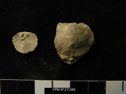 Cincinnetina meeki