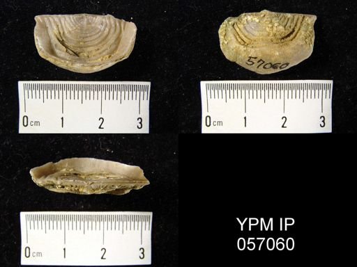 Leptaena rhomboidalis