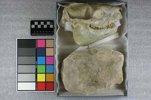 Eporeodon sp.