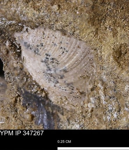 undet. Bivalvia
