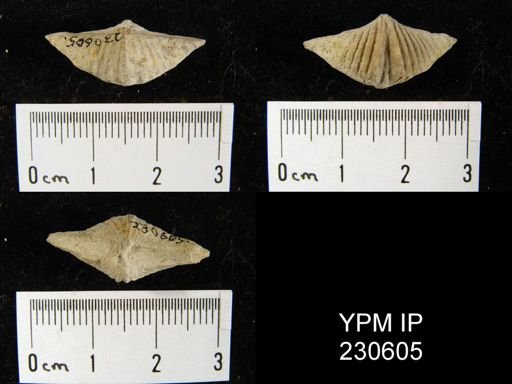 Spiriferina kentuckiensis