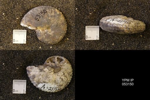 Discoscaphites conradi