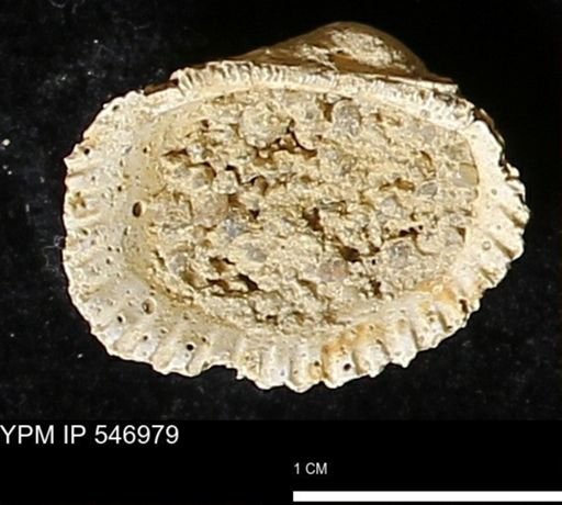 Scapharca transversa