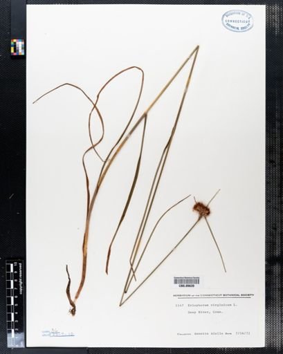 Eriophorum virginicum