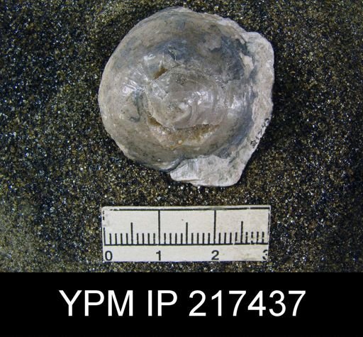 Orbiculoidea sp.