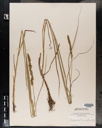 Carex vulpinoidea