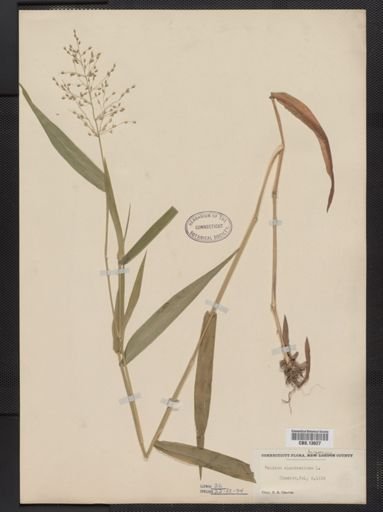 Panicum clandestinum