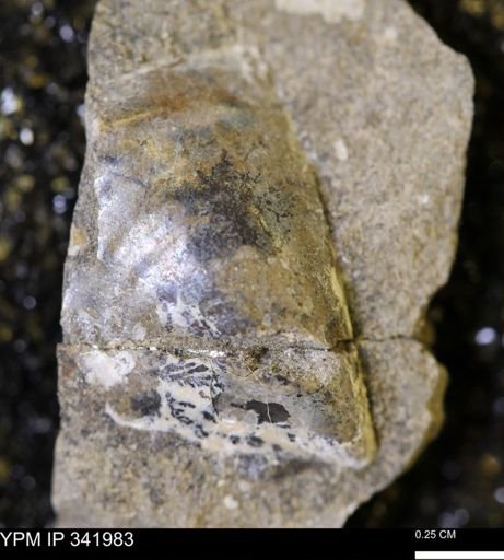 Tenuipteria fibrosa