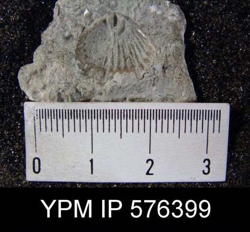 undet. Orthida