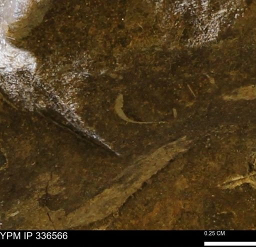 undet. Mollusca