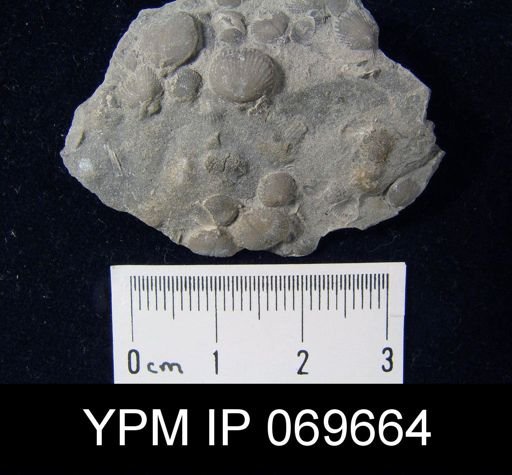 Zygospira recurvirostra