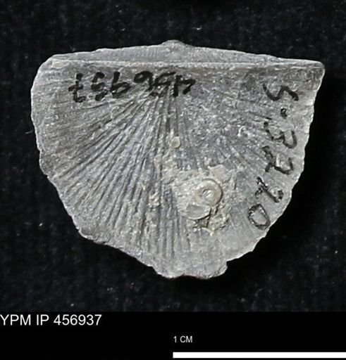 Stropheodonta sp.
