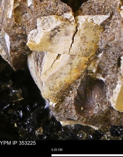 Limopsis striatopunctatus