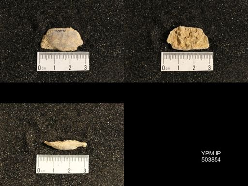 Lissochonetes sp.