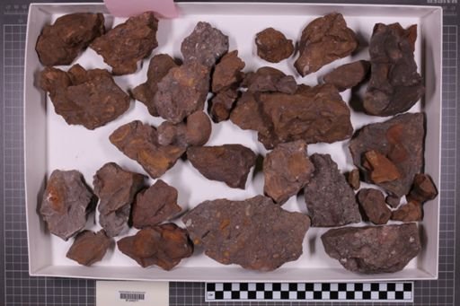 mixed taxa, stratigraphic collection