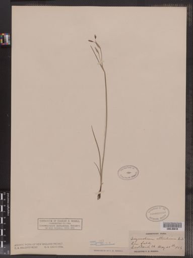 Sisyrinchium atlanticum