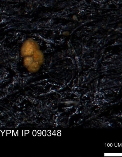 Bimonilina variana