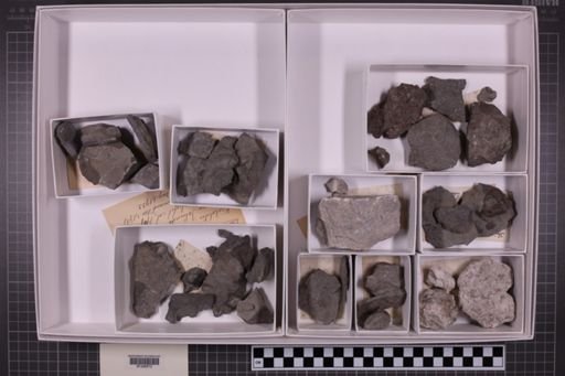 mixed taxa, stratigraphic collection