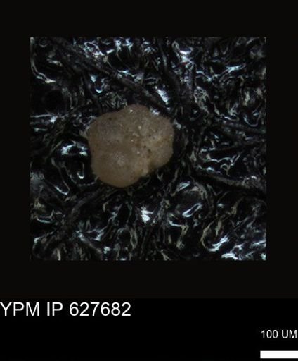 undet. Foraminiferida