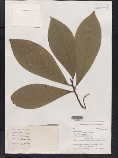 Asimina triloba