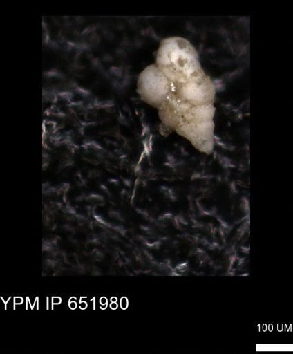 undet. Heterohelicidae