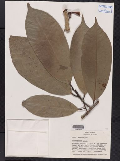Anaxagorea