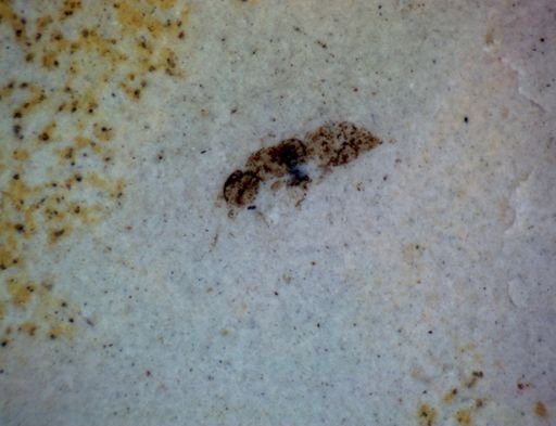 undet. Hexapoda