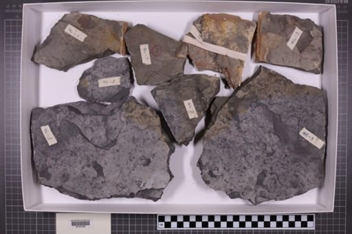 mixed taxa, stratigraphic collection