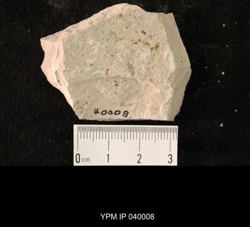 undet. Hexapoda