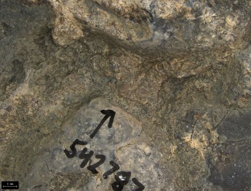 Aplocoma damesii