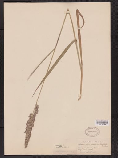 Calamagrostis cinnoides